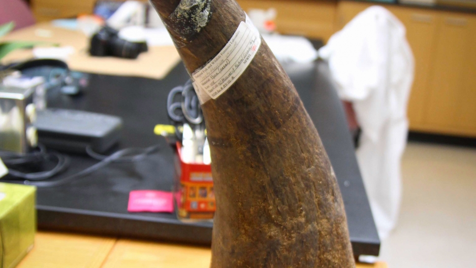 Rhino horn used as a reference sample at the lab. This mass of keratin would likely fetch $150,000 on the black market.